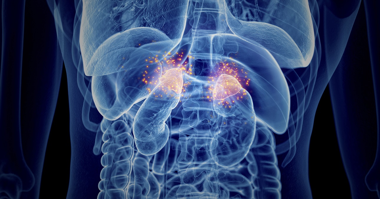 Image of the adrenal glands in the body.
