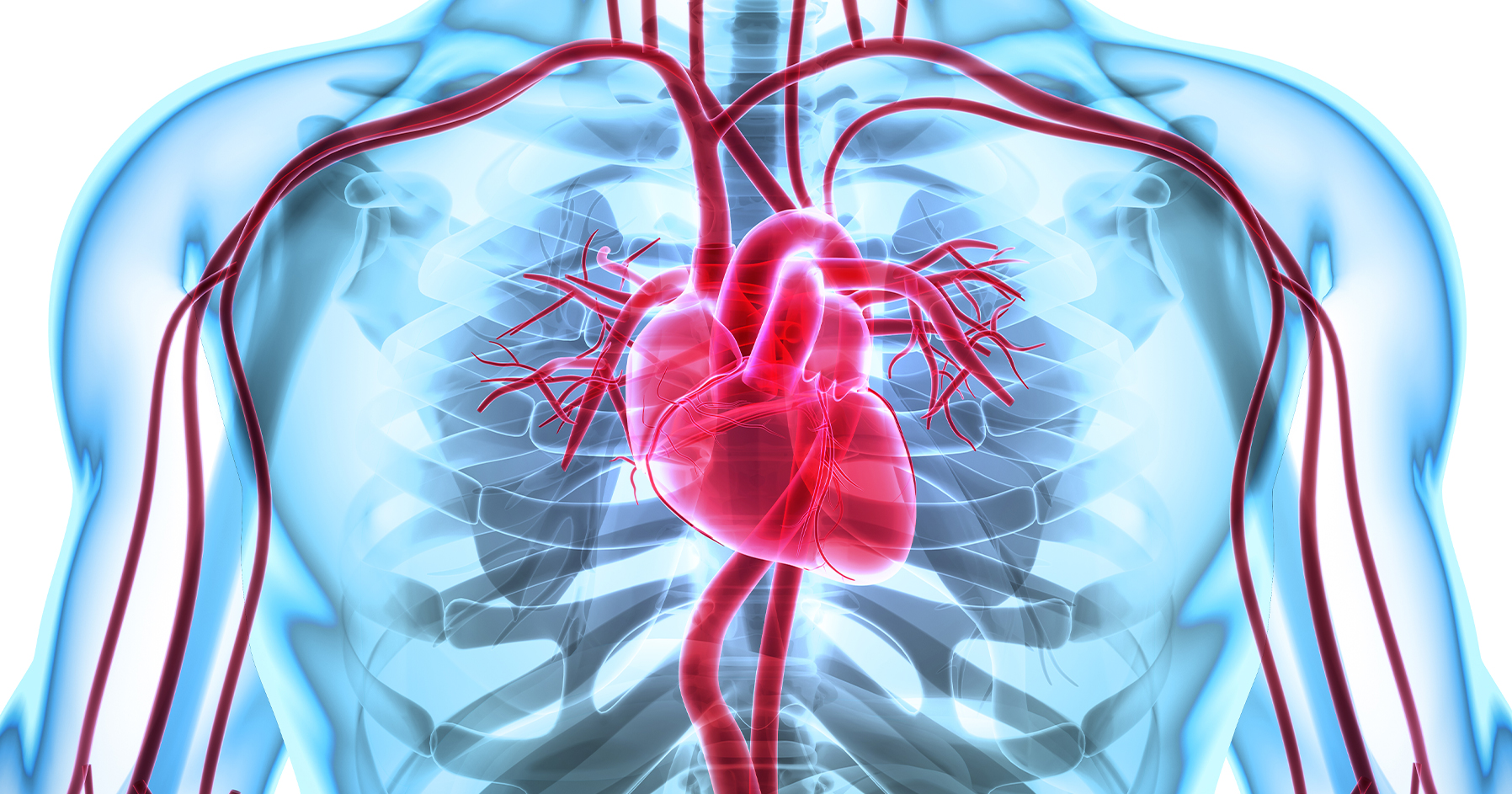 Image of heart and arteries in the body.
