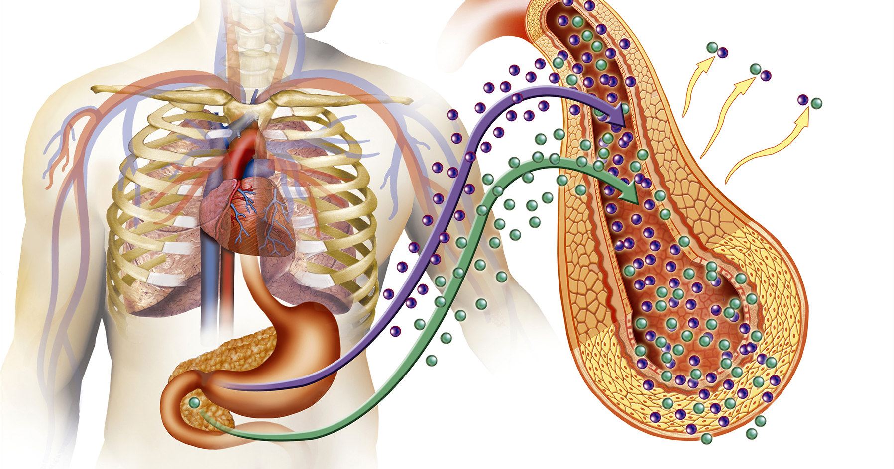 Image displaying endocrine function in the body.