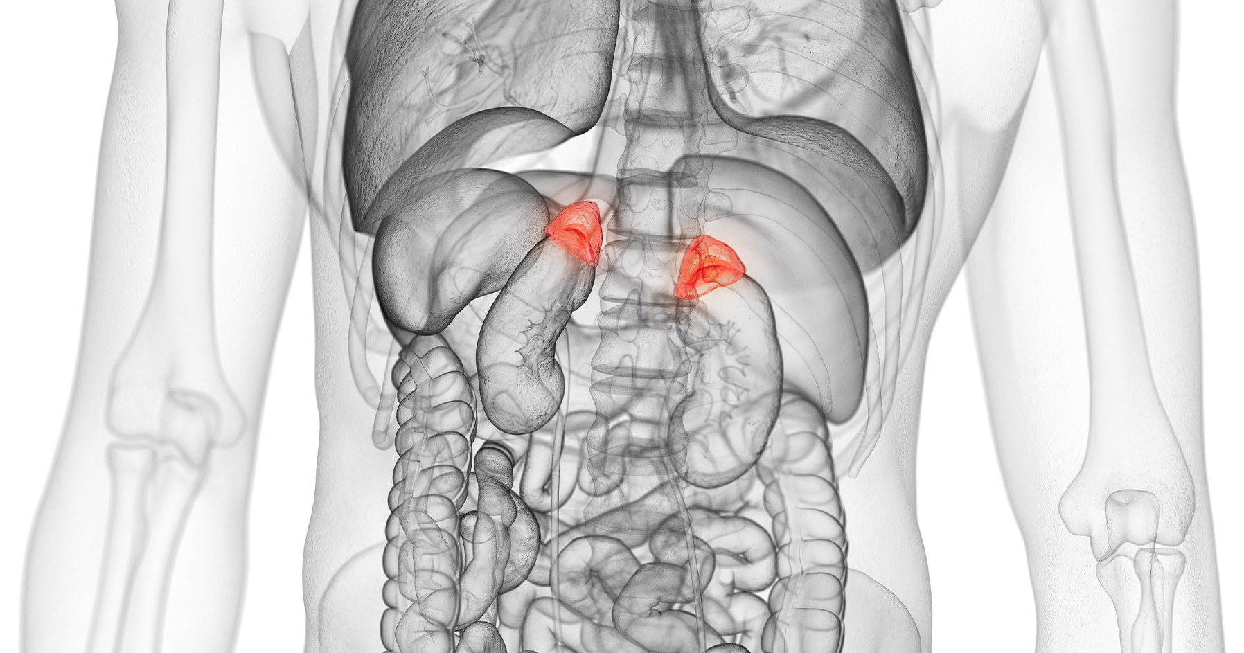 Image of adrenal glands in body.